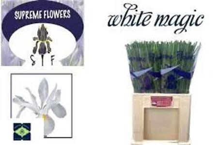 <h4>Iris White Magic</h4>