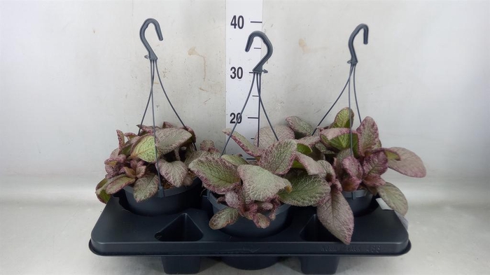 <h4>Episcia   ...</h4>