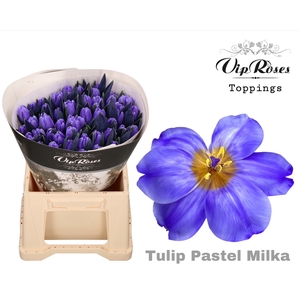 TU EN A PASTEL MILKA