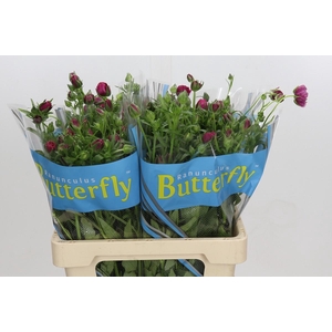 Ranunculus Butterfly Thiva