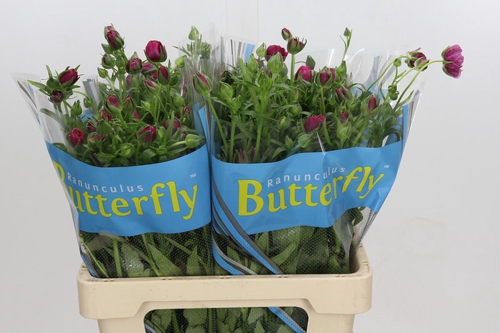 <h4>Ranunculus Butterfly Thiva</h4>