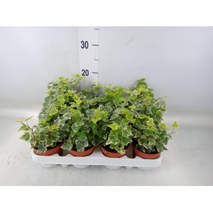 Hedera helix 'White Wonder'