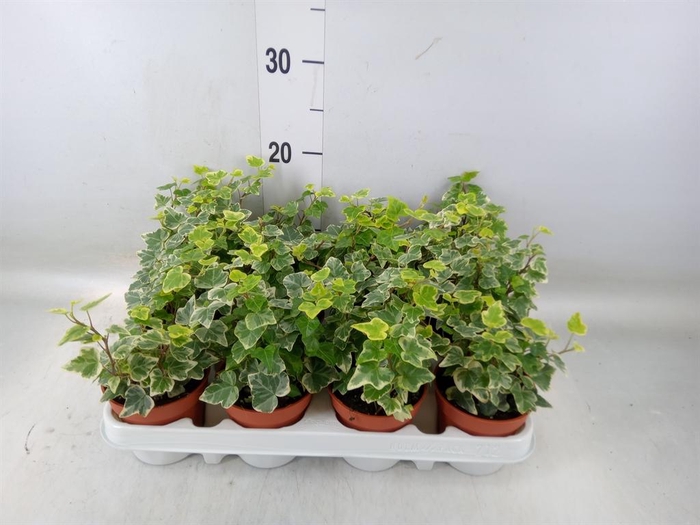 <h4>Hedera helix 'White Wonder'</h4>