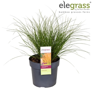Carex testacea 'Prairie Fire' P19