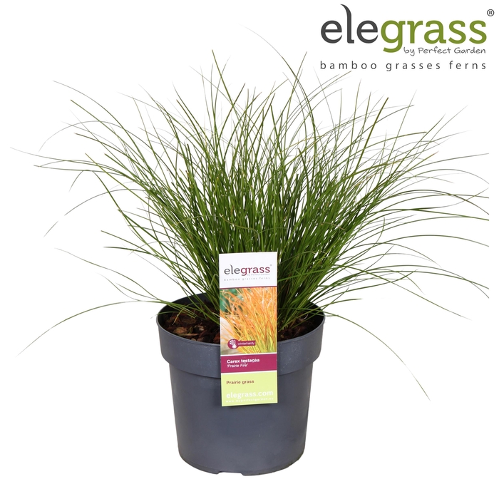 <h4>Carex testacea 'Prairie Fire' P19</h4>