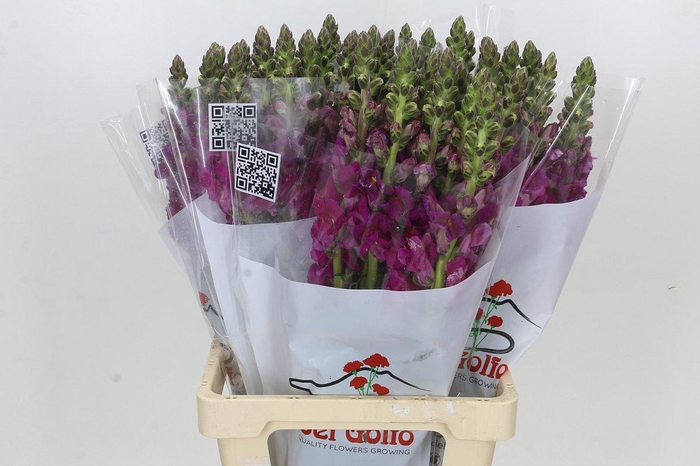 Antirrhinum Potomac Purple