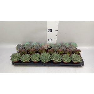 Echeveria   ...mix