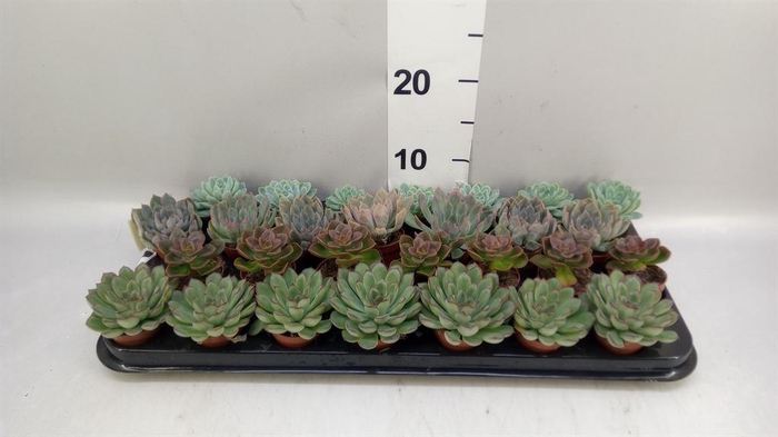 <h4>Echeveria ...mix</h4>