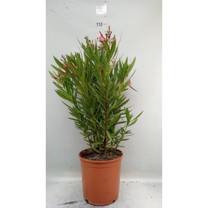 Nerium oleander   ...
