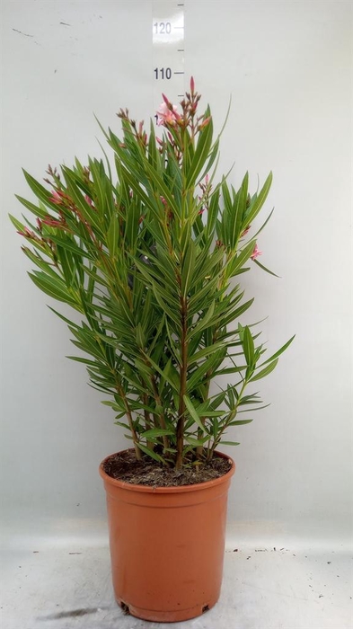 <h4>Nerium oleander   ...</h4>