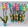 Phal Gem In Pot Summer Mix
