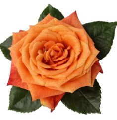 <h4>R Gr Sunset Glory Bicolor Orange 40cm EC</h4>