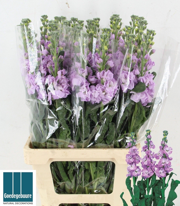 <h4>MATTH IRON MARINE</h4>