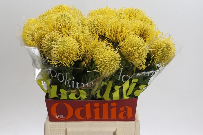 <h4>Nutans High Gold</h4>