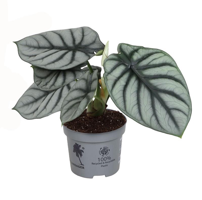 <h4>ALOCASIA BAGINDA P12 SILVER DRAGON</h4>