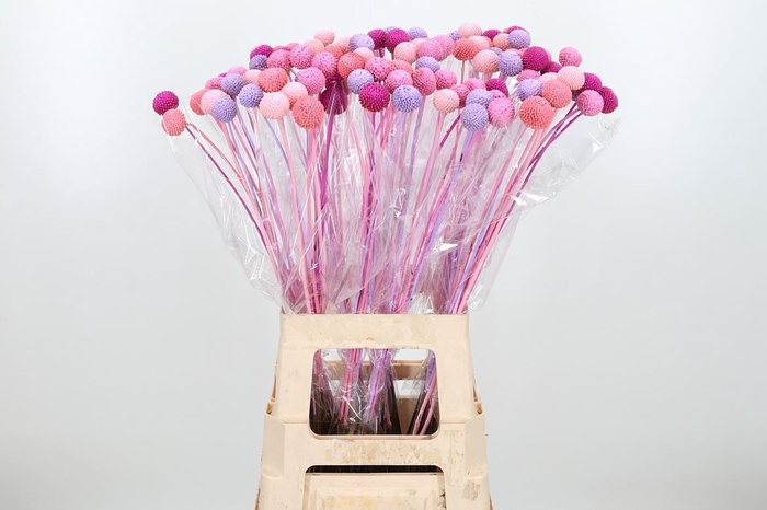 Craspedia Kl Bh Candy Mix