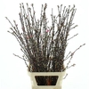 Prunus Pink