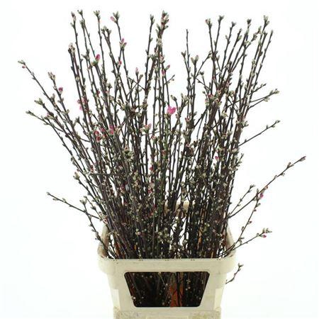 Prunus Pink