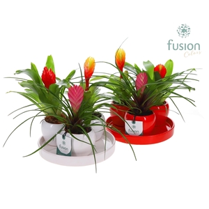 Pot keramiek 3er set op dienblad rood en wit met Bromelia