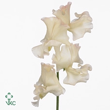 Lathyrus Misty Creme