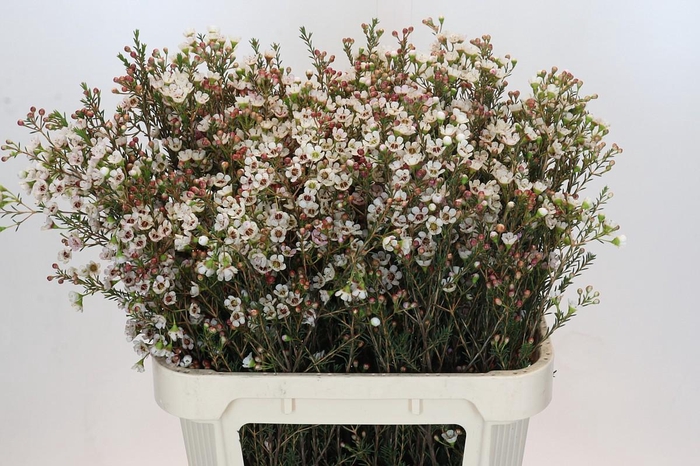 Chamelaucium Tal White