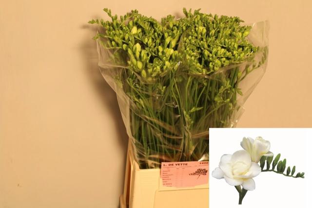 <h4>FR DU VOLANTE</h4>