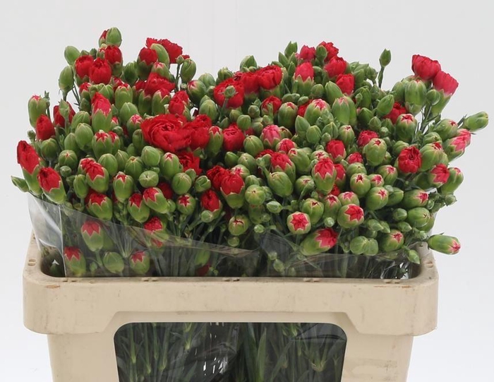 <h4>DI TR BELOVED</h4>