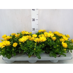 Osteospermum  'Margarita Yellow'