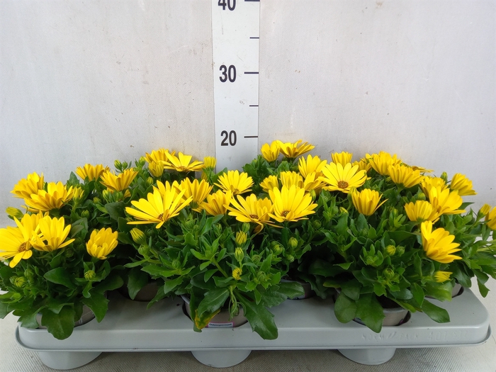 <h4>Osteospermum  'Margarita Yellow'</h4>