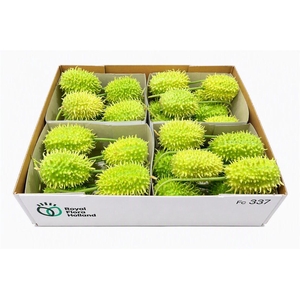 Sier Cucumis Antilliaans X4 Hol.