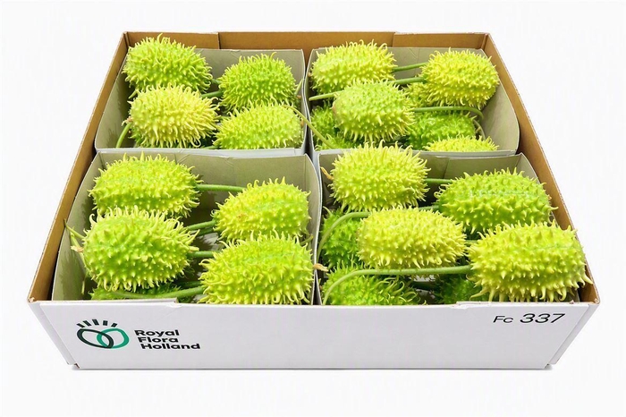 <h4>Sier Cucumis Antilliaans X4 Hol.</h4>