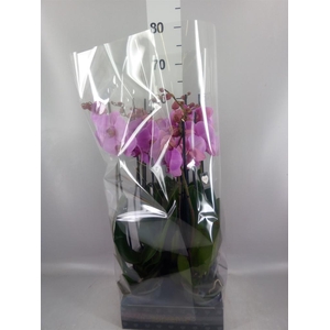 Phalaenopsis   ...rose