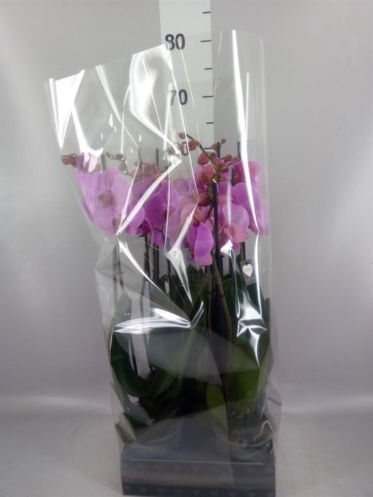 <h4>Phalaenopsis   ...rose</h4>