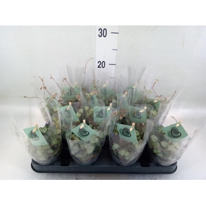 Ceropegia woodii ssp. woodii