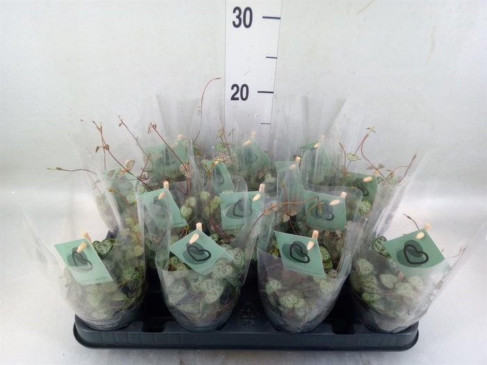 <h4>Ceropegia woodii ssp. woodii</h4>