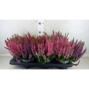 Calluna vulg. 'Beauty L WB Wonder'