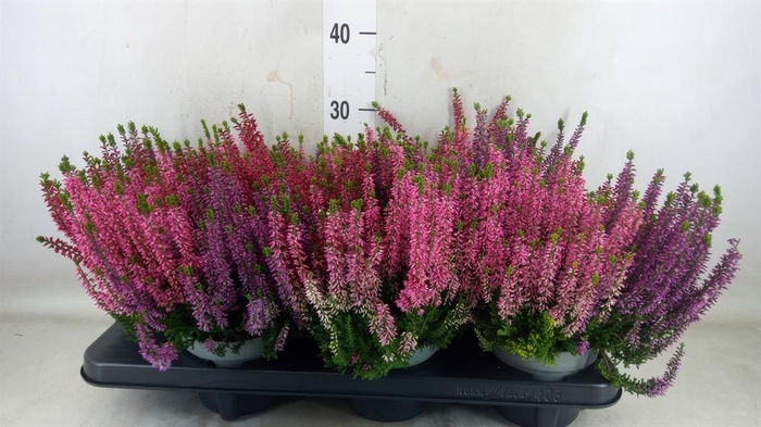 <h4>Calluna vulg. 'Beauty L WB Wonder'</h4>