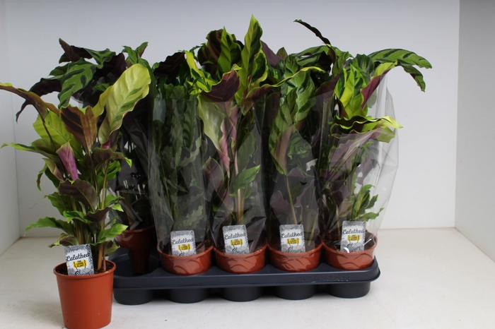 <h4>CALAT GEM 3 SRT</h4>