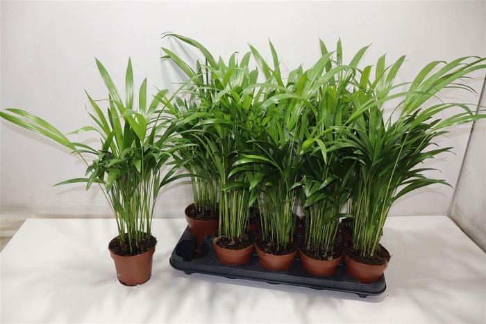 <h4>Dypsis Lutescens</h4>