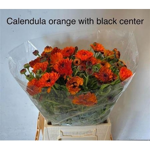 Calendula Neon