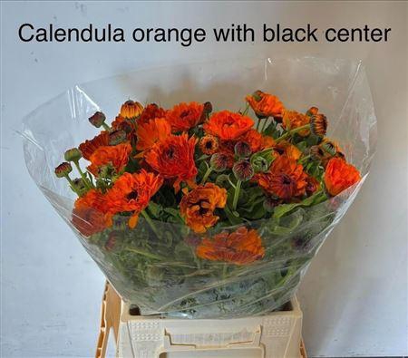 <h4>Calendula Neon</h4>