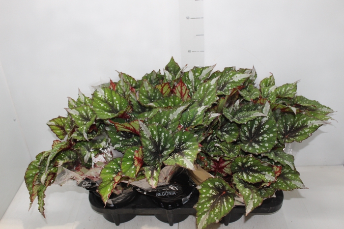 <h4>BEGONIA REX BELEAF FOREST STREAM P15 PO</h4>