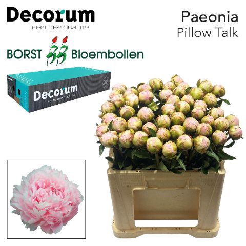 <h4>PAEO L PILLOW TALK 828</h4>