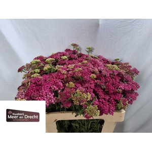 Achillea Ov 622055 Meer En Drecht