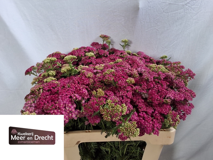<h4>Achillea Ov 622055 Meer En Drecht</h4>