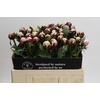 Paeonia Lact. Reine Hortense
