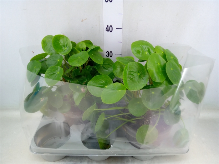 <h4>Pilea peperomoides</h4>