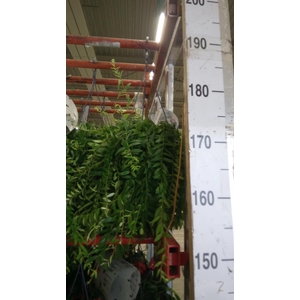 Aeschynanthus  'Japhrolepis'