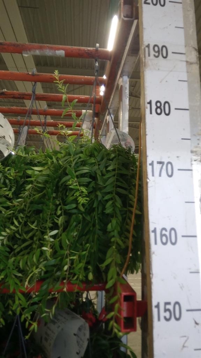 <h4>Aeschynanthus  'Japhrolepis'</h4>