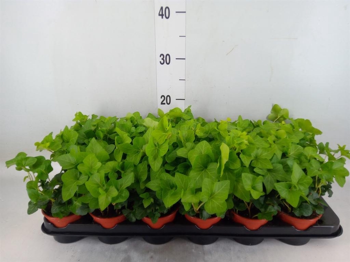 <h4>Hedera helix</h4>